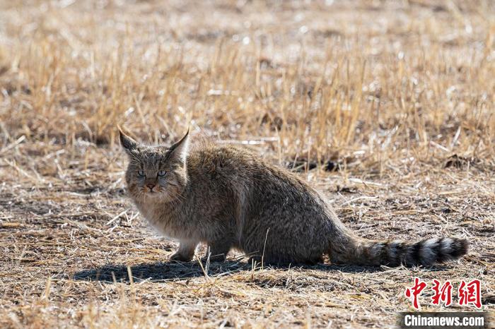 图为拍摄到的荒漠猫。　图登华旦 摄