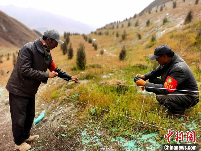 祁连山南麓“用羊种草”治生态“伤疤”