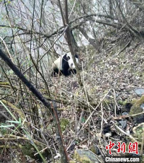 四川宝兴：野生大熊猫下山喝水玩耍