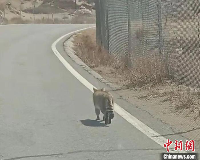 青海湖湖东地区首次发现荒漠猫