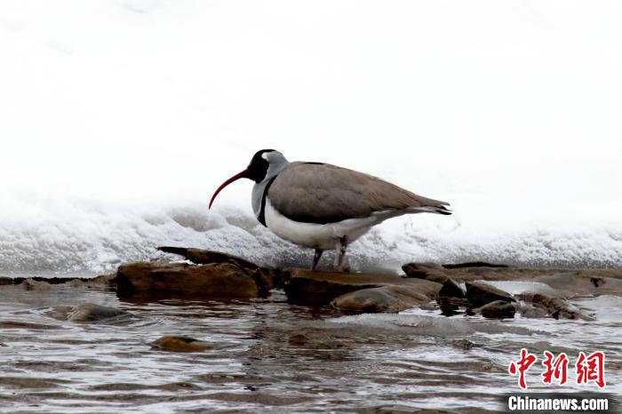青海达日黄河国家湿地公园鸟类增至49种