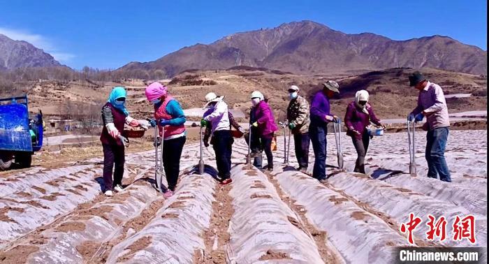 图为农户在马铃薯种植基地里耕种。　李玉峰 摄
