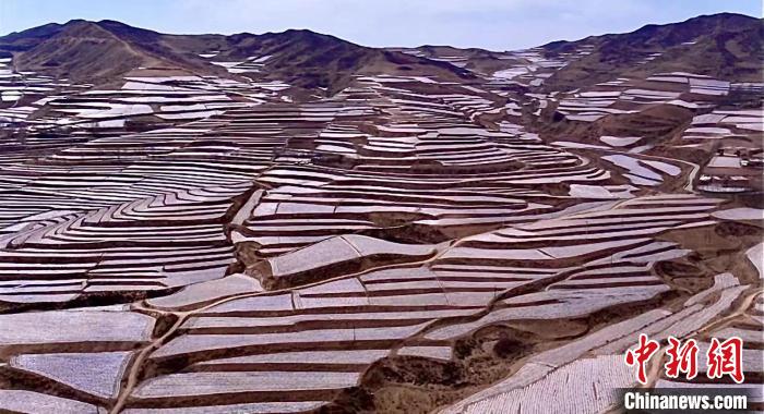 图为马铃薯种植基地。　李玉峰 摄