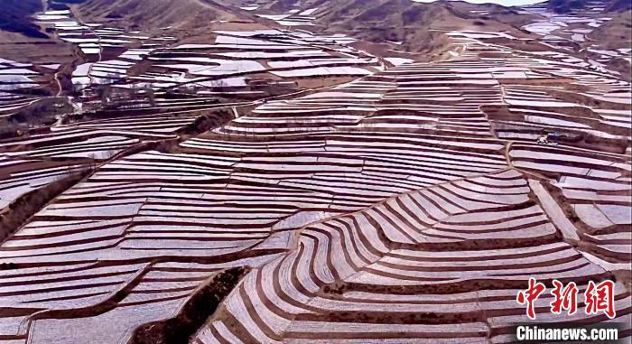图为马铃薯种植基地。　李玉峰 摄