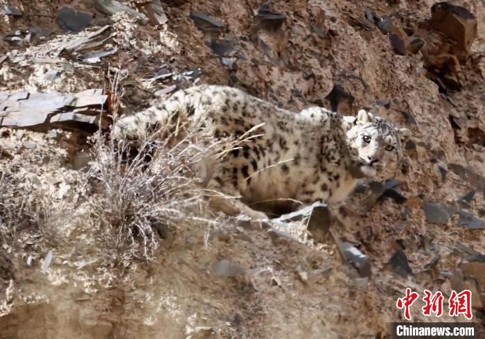 祁连山国家公园两只科研雪豹获得新名字