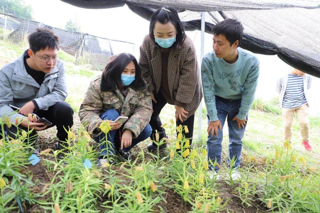 彭州对口支援工作组队项目组查看瓦布贝母种植情况。彭州市宣传部供图
