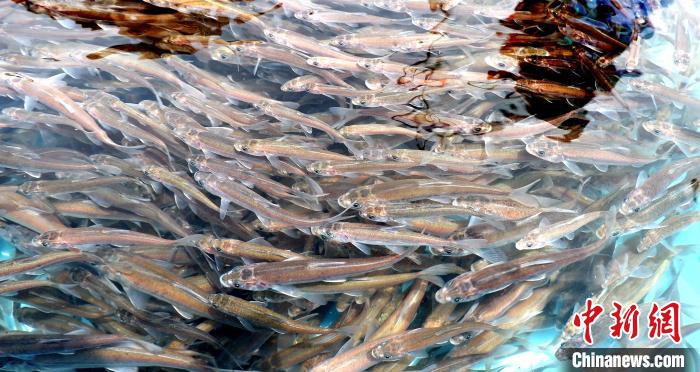 “中华水塔”连续19年增殖放流珍稀鱼类维系高原水体生态