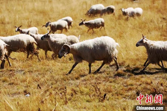 图为泽曲草原上的羊群。(资料图) 泽库县委宣传部 供图