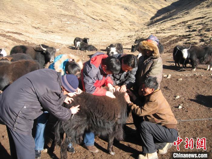资料图为研究团队在青南高原地区开展了牦牛寄生虫病流行病学和防治技术研究。　 青海省畜牧兽医科学院供图