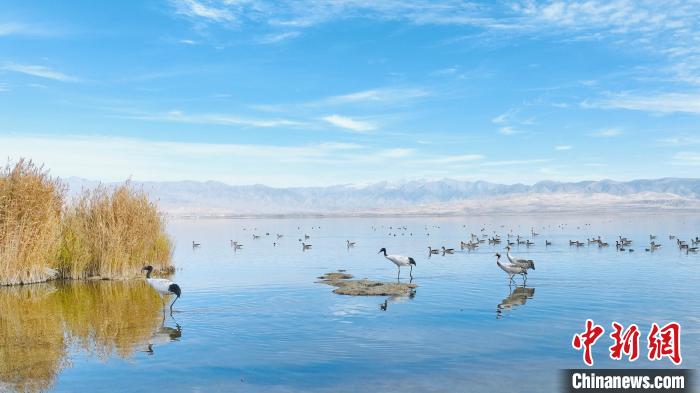 图为黑颈鹤群在湖中觅食。　巴格生 摄