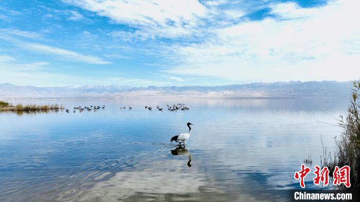 图为黑颈鹤在湖中行走。　巴格生 摄