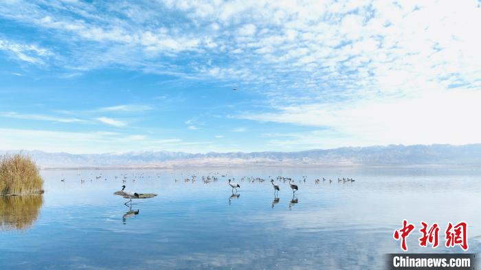 图为黑颈鹤群在湖中闲庭信步。　巴格生 摄