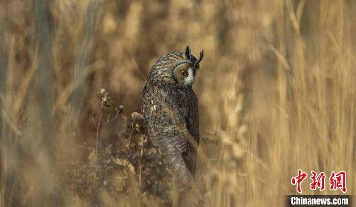 图为长耳鸮向摄影师“卖萌”。 王小炯 摄