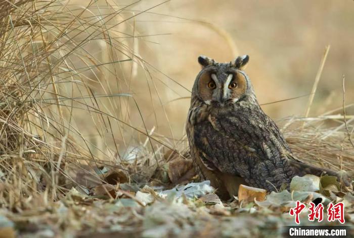 图为长耳鸮在地上觅食。 王小炯 摄