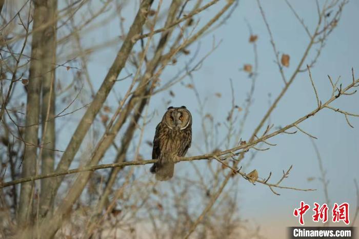 图为长耳鸮在树上休憩。 王小炯 摄