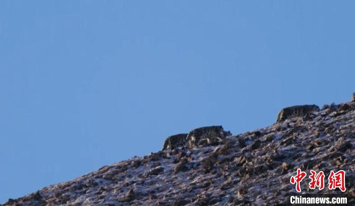 图为山坡上的雪豹。　拉毛杰 摄