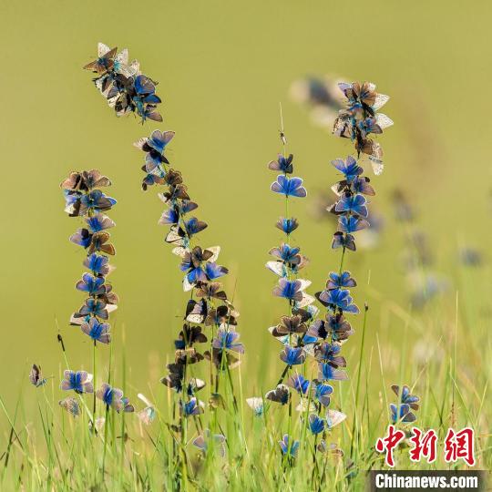 图为鲍永清的作品《盛开的蝴蝶》。　青海省祁连山自然保护协会供图