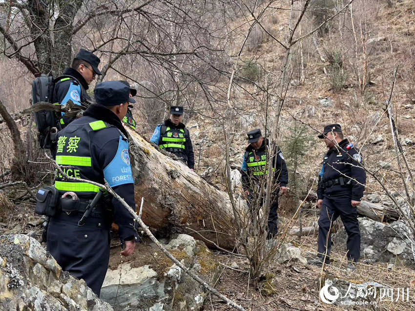 巡逻中发现被砍树木。侯杰摄