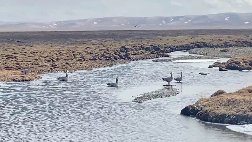 泥拉坝湿地国家一级濒危保护动物斑头雁。色达县林草局供图