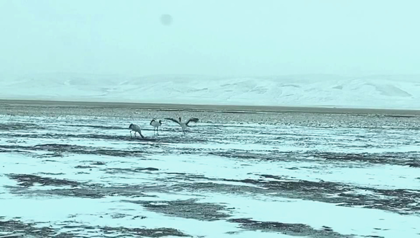 泥拉坝湿地国家一级保护动物黑颈鹤。色达县林草局供图