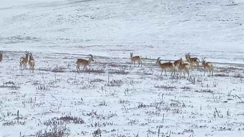 泥拉坝湿地国家二级保护动物藏原羚。色达县林草局供图