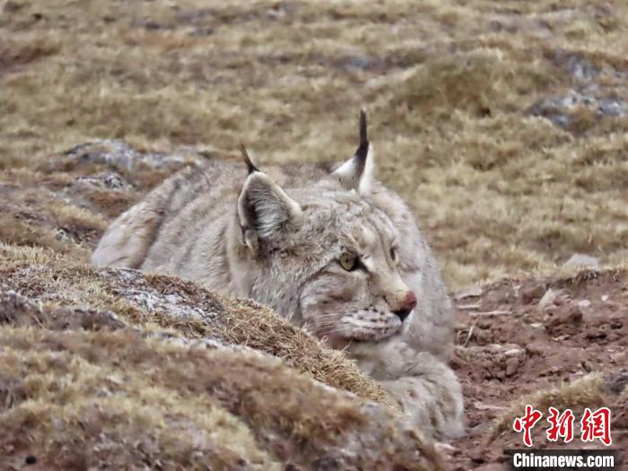“自带wifi的旅行家”猞猁现身三江源国家公园