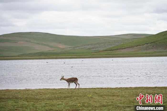 图为藏原羚在扎陵湖岸畔悠闲漫步。 马铭言 摄