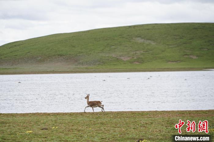 图为藏原羚在扎陵湖岸畔悠闲漫步。 马铭言 摄