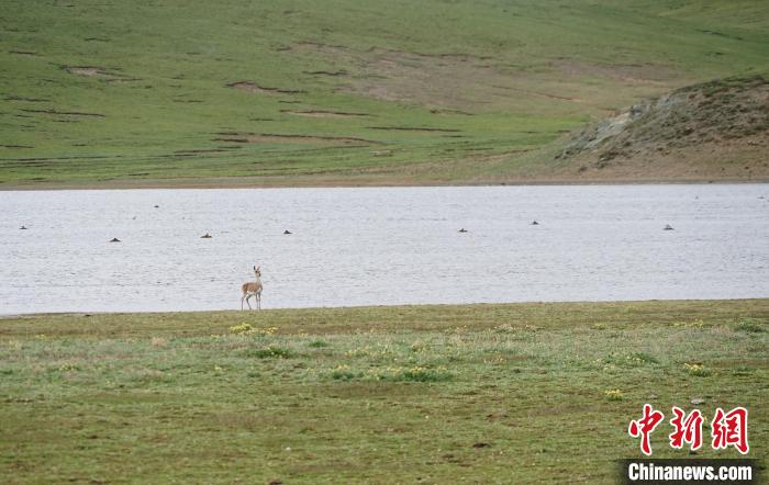 图为藏原羚在扎陵湖岸畔远眺。　马铭言 摄