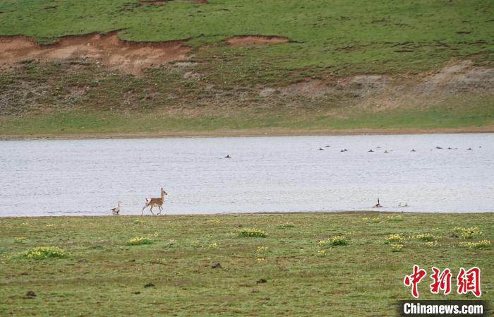 图为藏原羚在扎陵湖岸畔悠闲漫步。 马铭言 摄