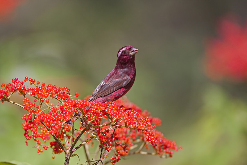 甘孜:鸟类观赏胜地