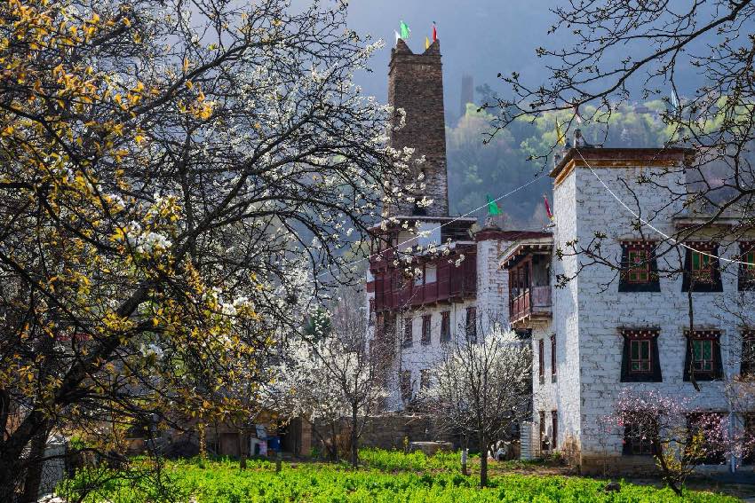 丹巴梨花。何曦摄