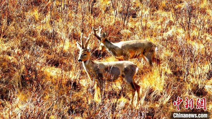 国家二级保护动物狍鹿现身长江源上游主要水源地