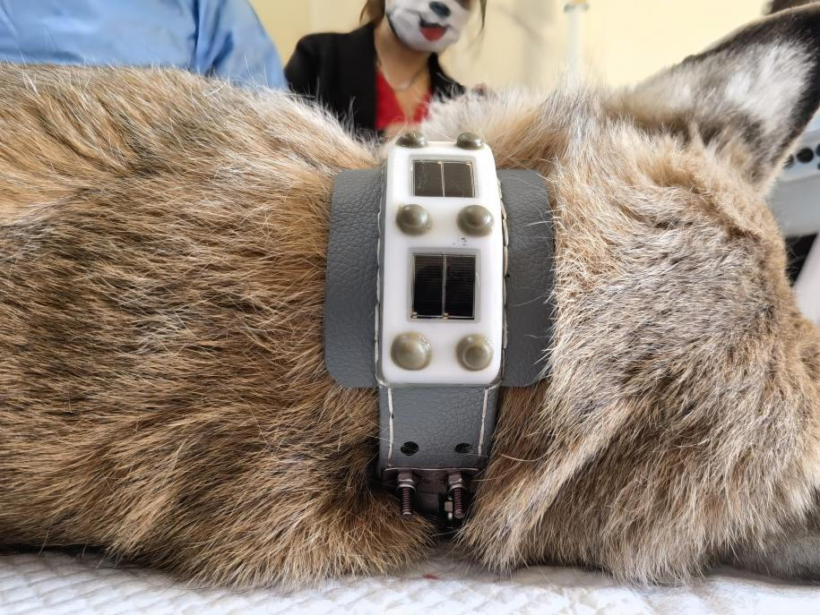 “天线宝宝”猞猁佩戴卫星定位项圈。受访者供图