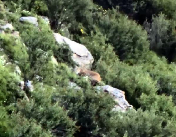 “天线宝宝”猞猁放归自然后，齐新章拍摄到其珍贵影像。受访者供图