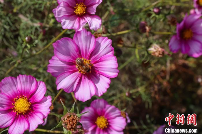 青海贵德:高原小城培育优良蜂种
