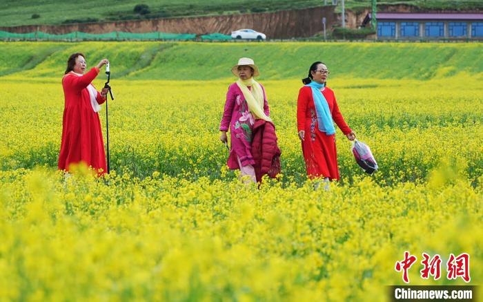 四川阿坝县:万亩油菜花盛夏绽放