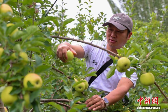 青海尖扎:果蔬迎来丰收季
