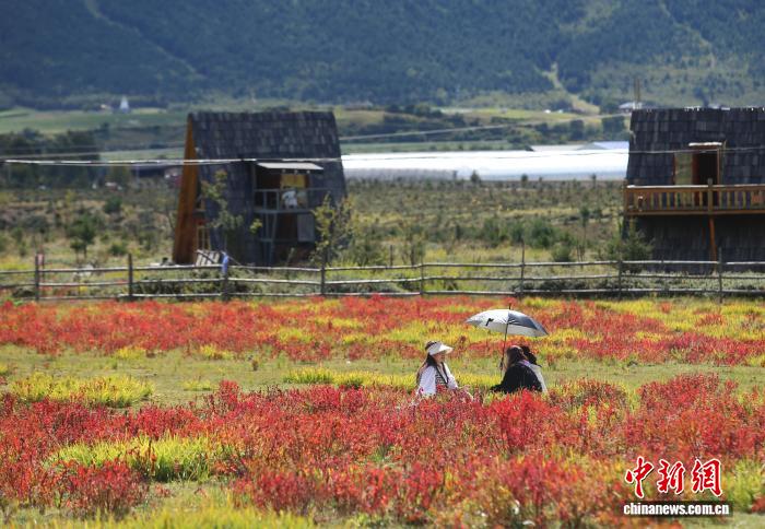 香格里拉秋景如画游人如织