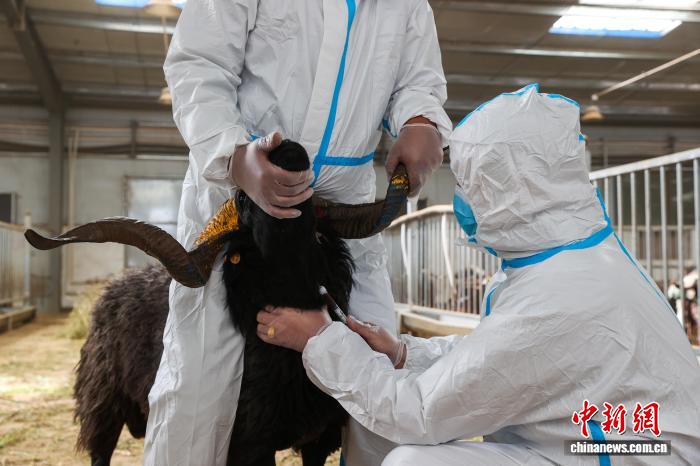 青海贵南:科技助力黑藏羊高效养殖