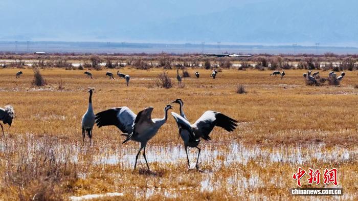 候鸟迁徙季：青海都兰迎来成群灰鹤