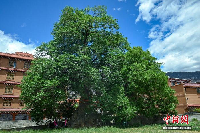 四川巴塘：330多年古桑树抱石而生成特色景观