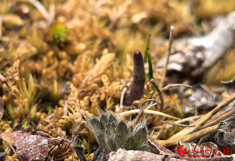虫草山上的虫草。义西春初摄