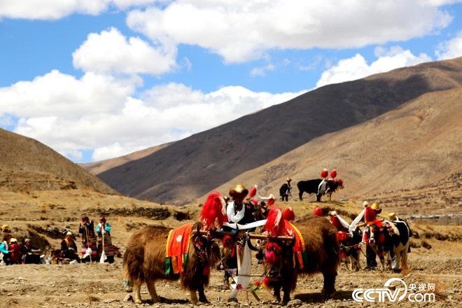4、春耕时节，藏族同胞为牦牛戴上配饰，然后开始劳作。