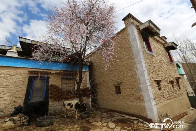 藏族同胞的农家院，安静且美丽。