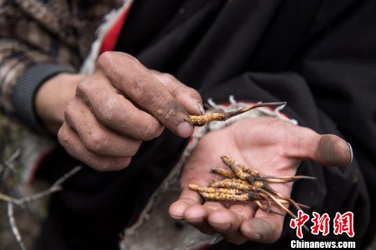 西藏那曲进入虫草采挖季“虫草王”助牧民增收致富