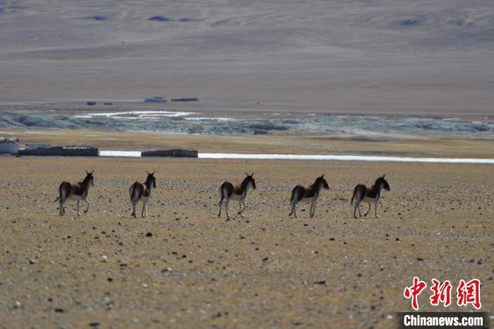 西藏羌塘草原见闻：偶遇野狼藏羚羊、藏野驴等成群
