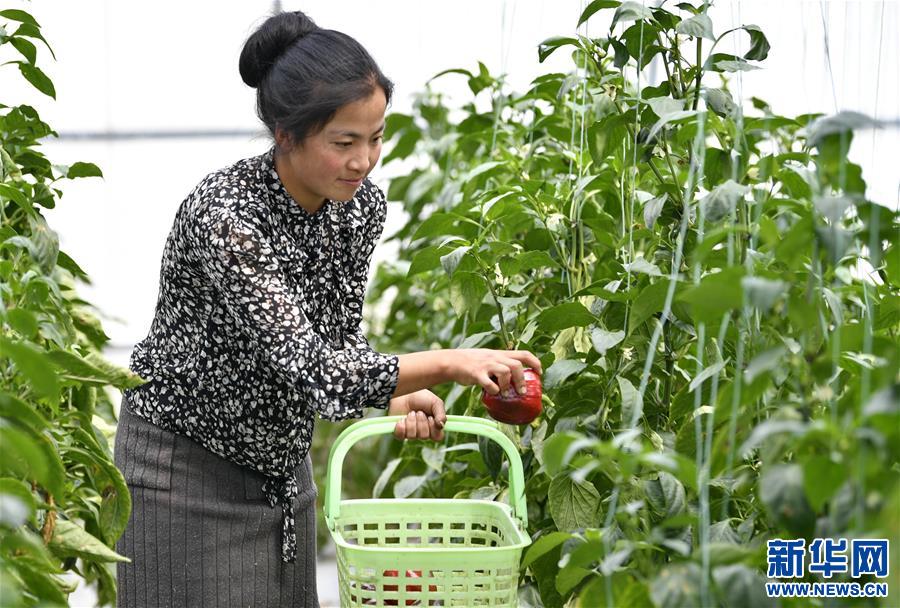 （经济）（2）西藏林芝：蔬菜种植 鼓起百姓“钱袋子”