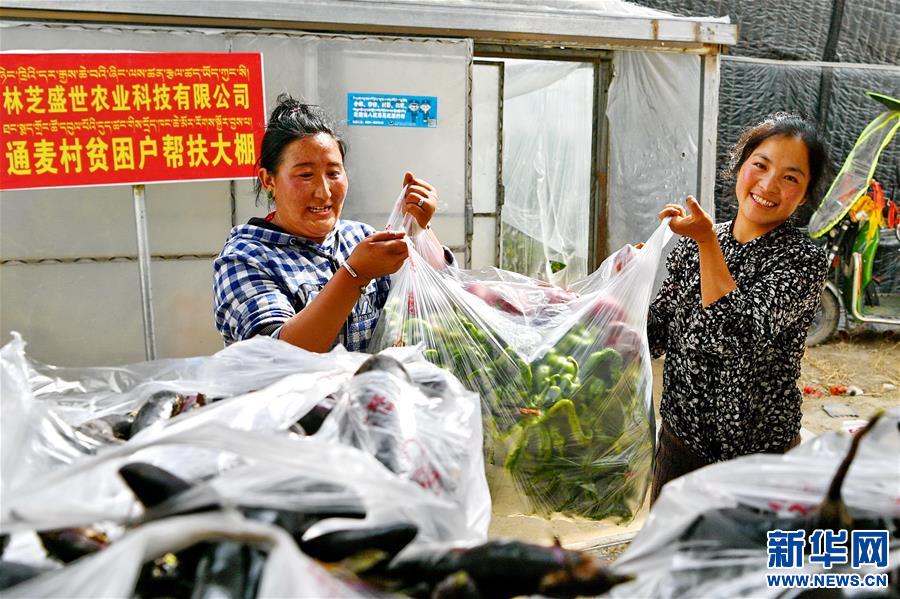 （经济）（5）西藏林芝：蔬菜种植 鼓起百姓“钱袋子”