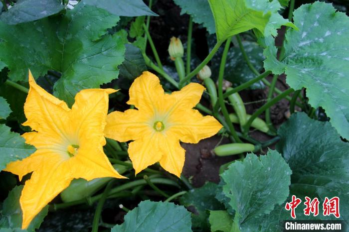 西藏亚东出入境边防检查站农副业再获丰收